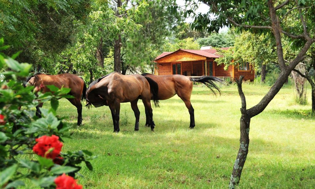 Pine Tree Lodge Мидранд Екстериор снимка